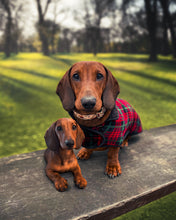 Load image into Gallery viewer, Pet Edits