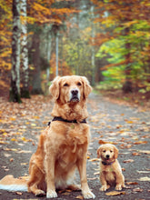 Load image into Gallery viewer, Pet Edits