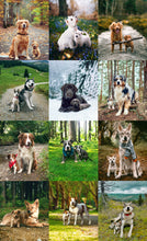 Load image into Gallery viewer, Pet Edits