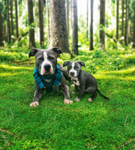 Load image into Gallery viewer, Pet Edits