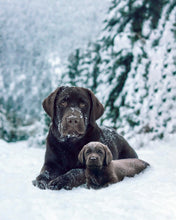 Load image into Gallery viewer, Pet Edits