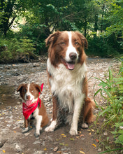 Load image into Gallery viewer, Pet Edits